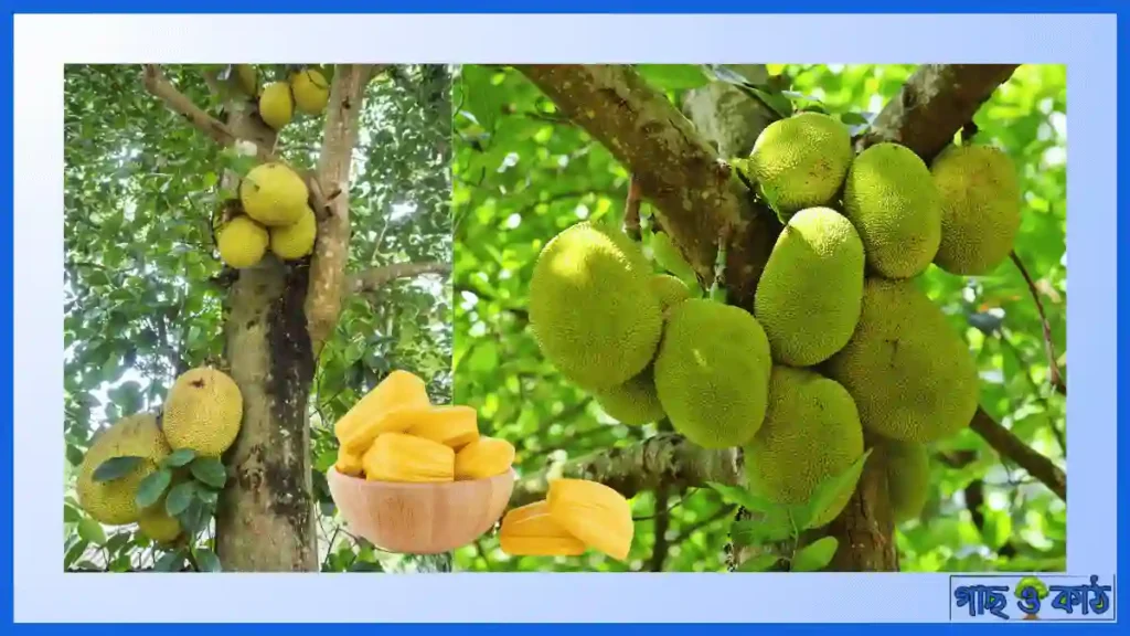 কাঁঠাল গাছের পরিচর্যা 