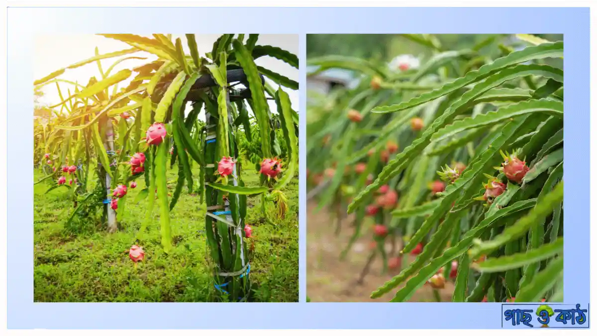 ড্রাগন ফল গাছের পরিচর্যা