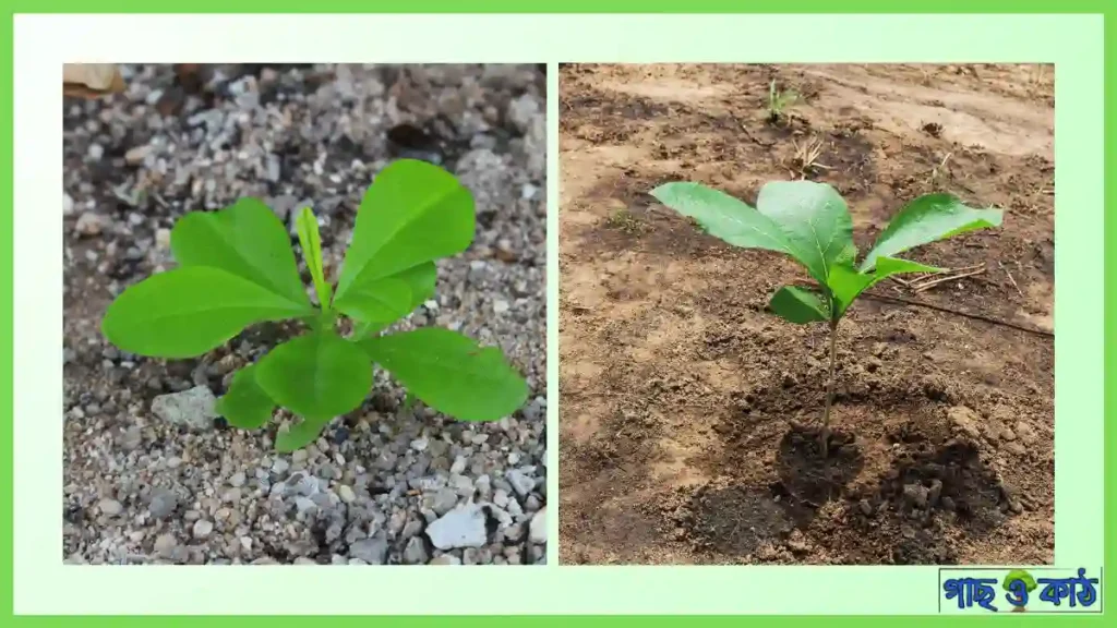 সেগুন গাছের চারার দাম