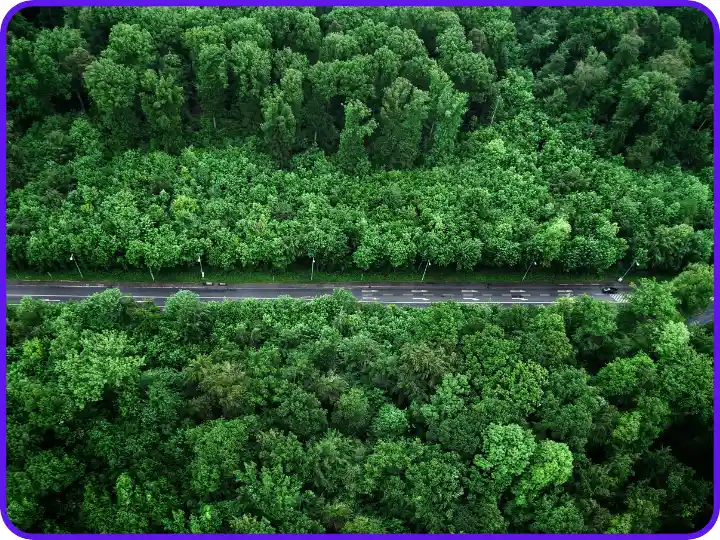 পৃথিবীতে কত প্রকার গাছ