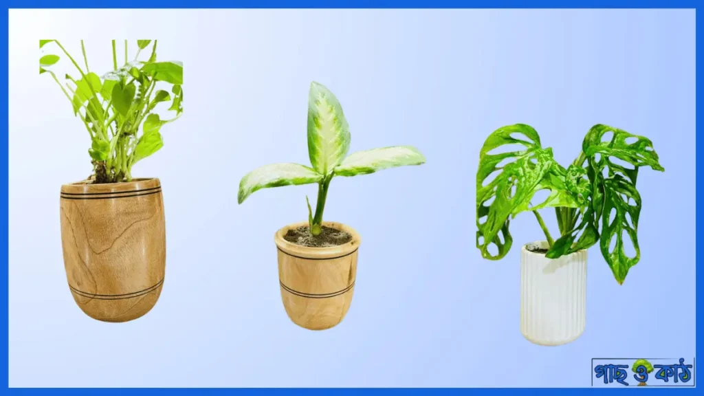 ঘরের সাজসজ্জার গাছ