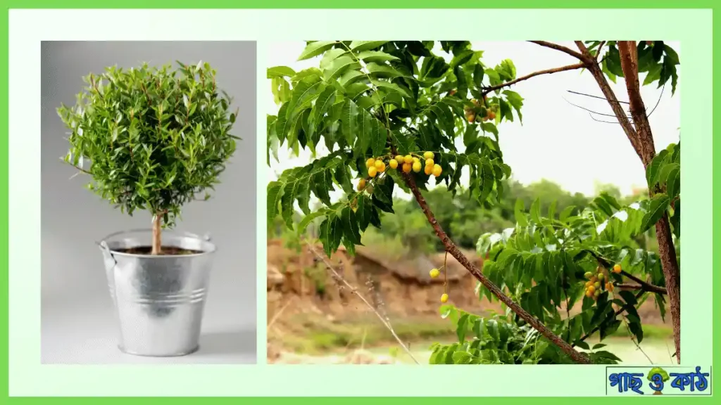 নিম ও বট গাছের বনসাই