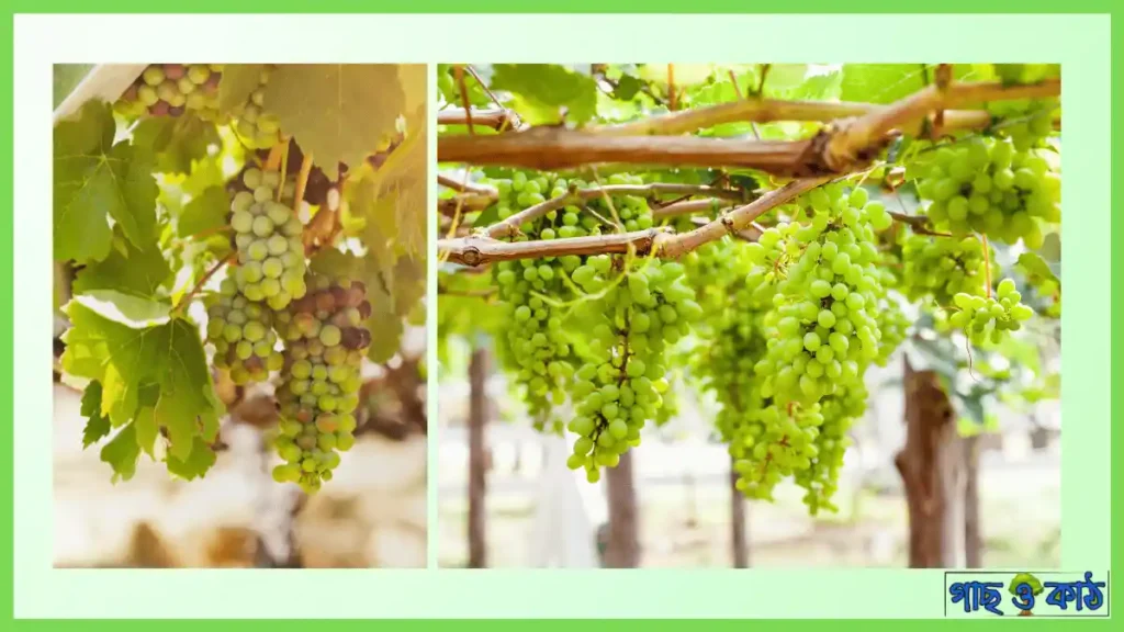 আঙ্গুরের পুষ্টিগুণ