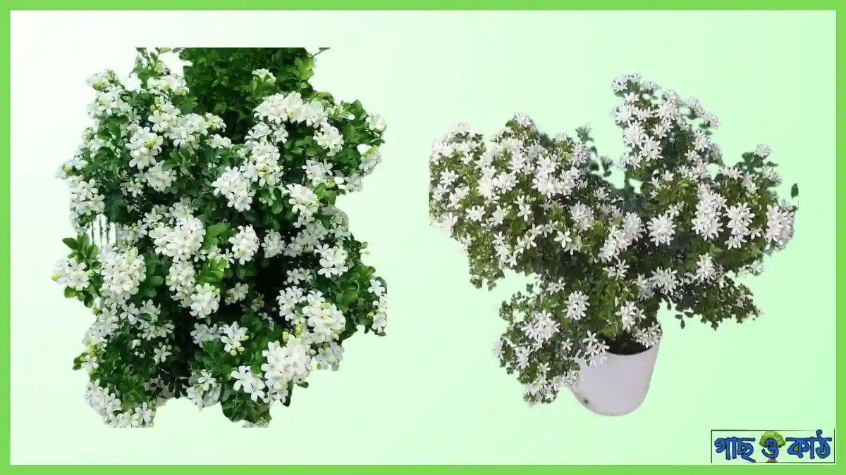 কামিনী ফুল গাছ