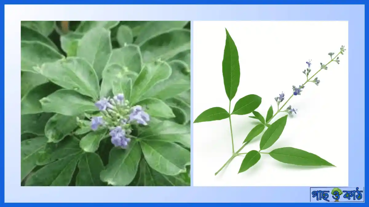 নিশিন্দা গাছ