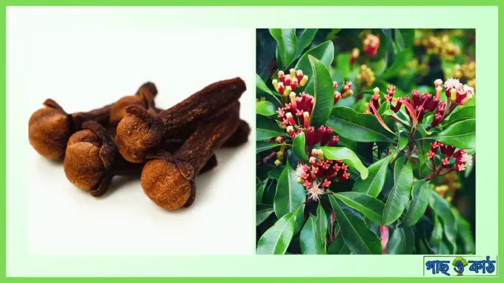 লবঙ্গ গাছ