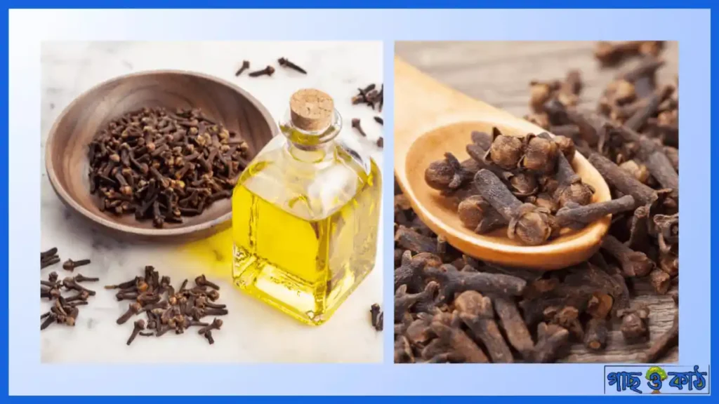 লবঙ্গ গাছের ঔষধি গুণাগুণ