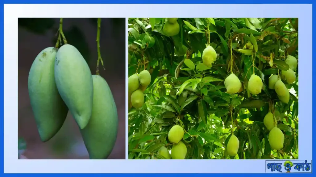 ল্যাংড়া আম গাছ চাষ পদ্ধতি