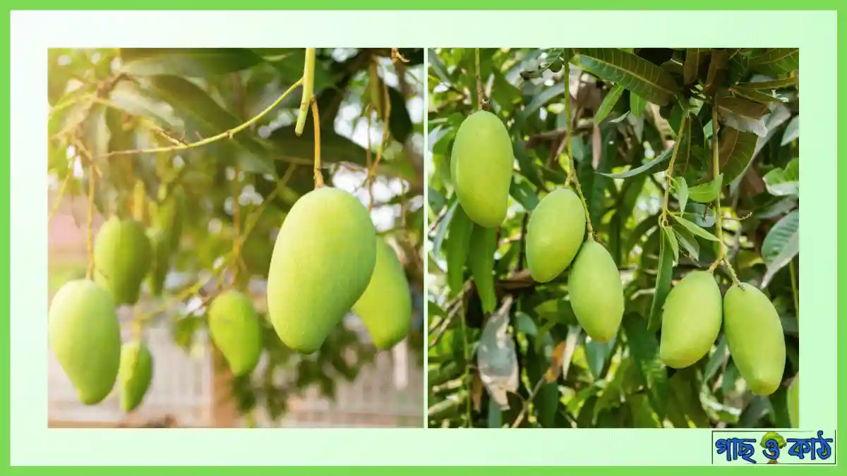 ল্যাংড়া আম গাছ