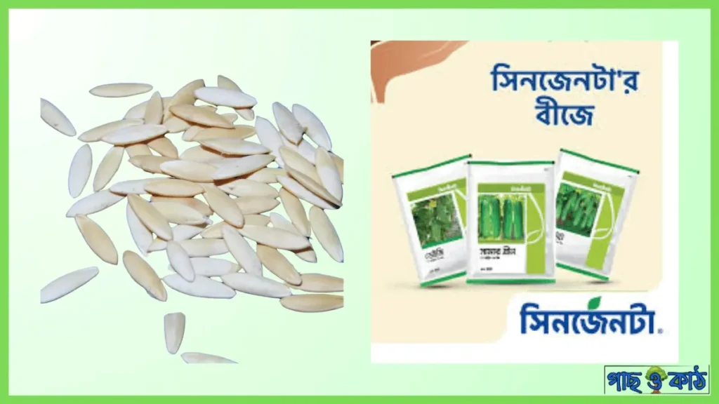 সিনজেনটা শসা বীজ চাষাবাদ
