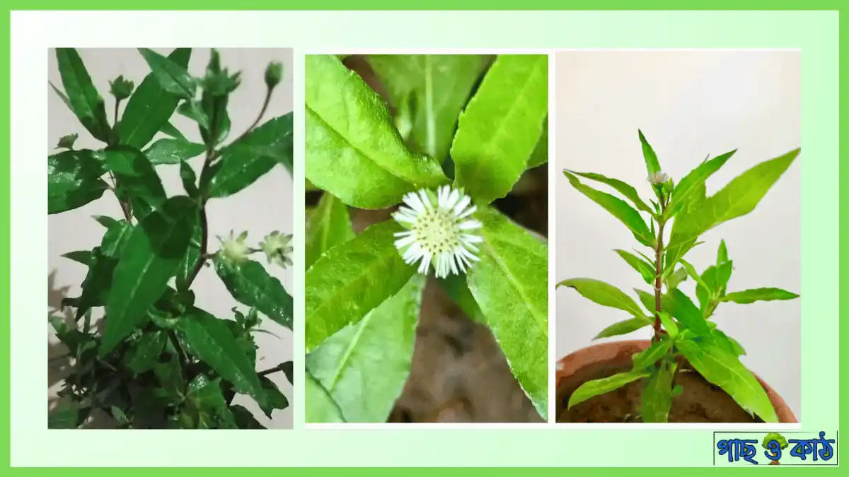 কালো কেশরী গাছ