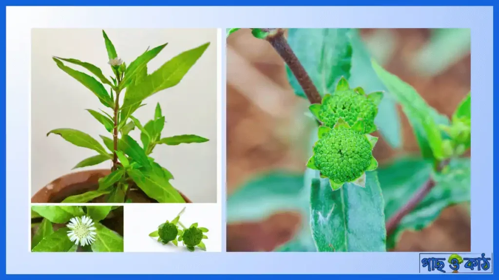 কালো কেশরী গাছের উপকারিতা
