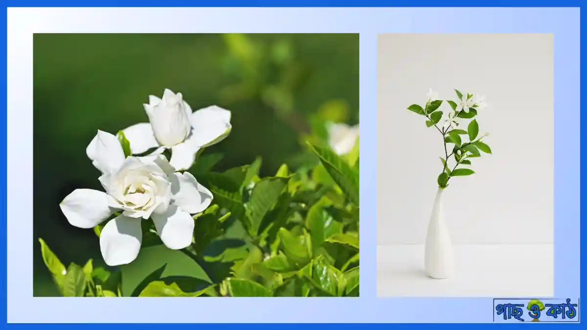 গন্ধরাজ ফুল গাছের পরিচর্যা