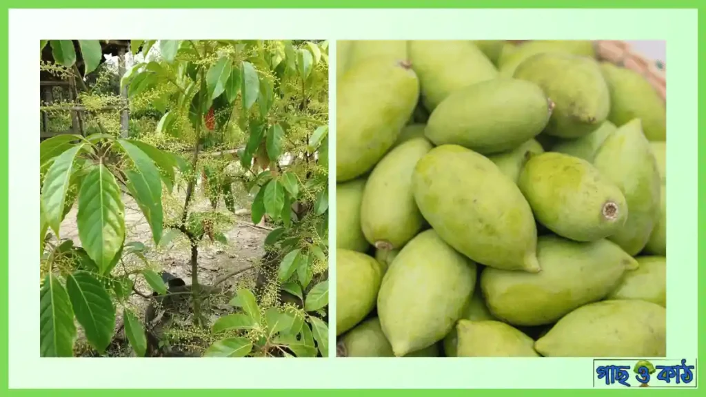 জলপাই গাছ