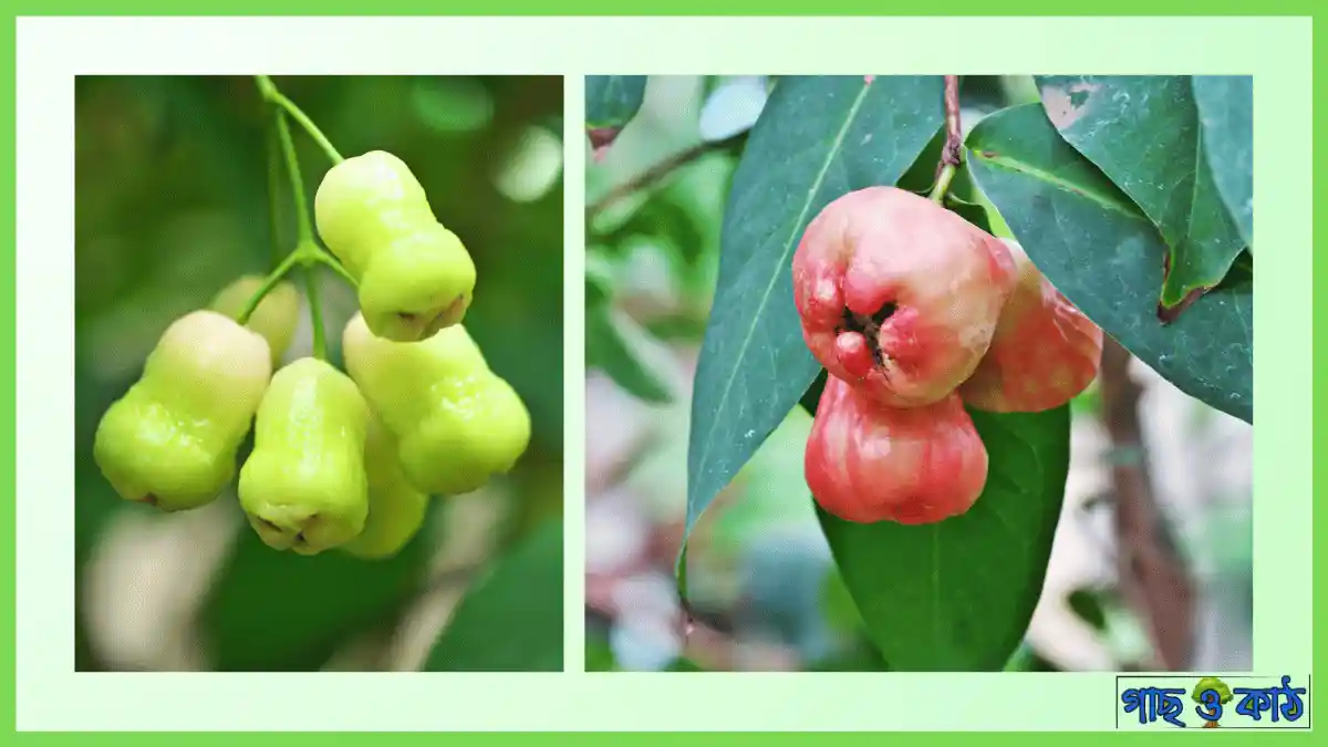 জামরুল গাছের পরিচর্যা