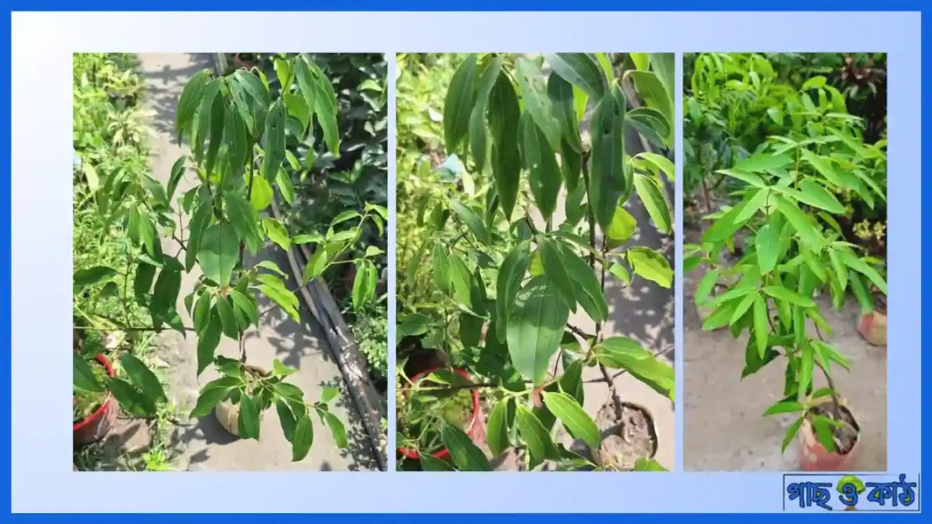 তেজপাতা গাছের চাষাবাদ