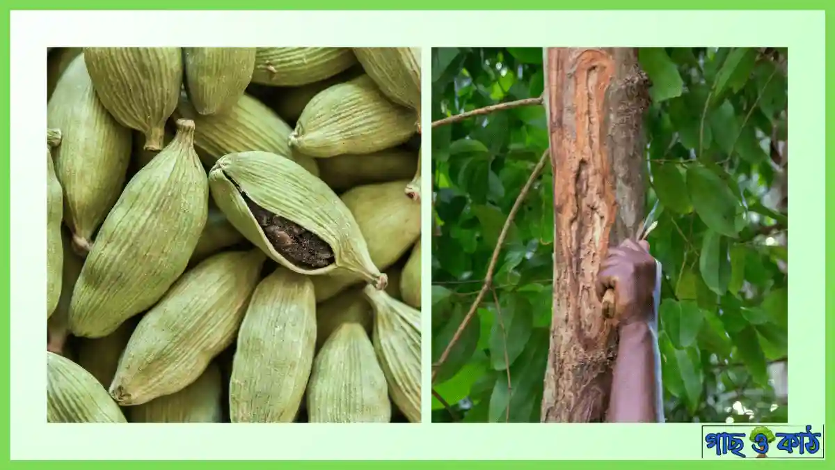 দারুচিনি গাছ 