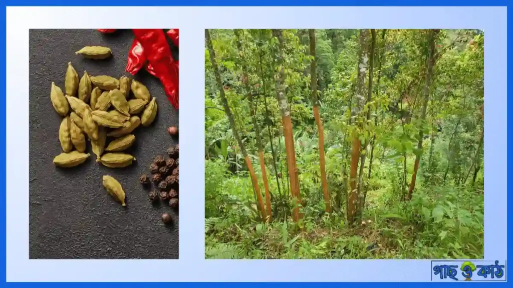 দারুচিনি গাছের চাষাবাদ পদ্ধতি