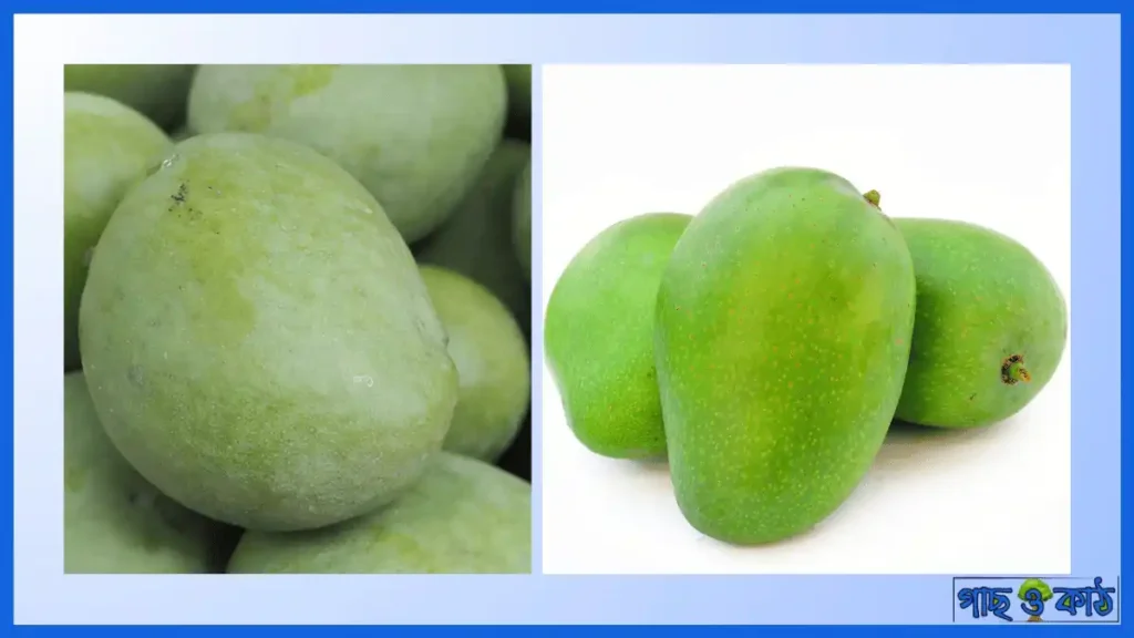 ফজলি আম গাছ