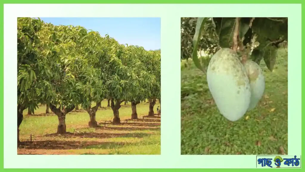 ফজলি আম গাছের চাষাবাদ