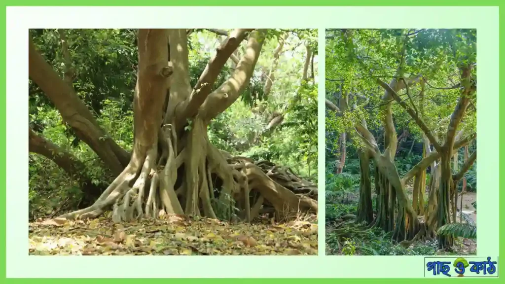 বট গাছের রক্ষণাবেক্ষণ