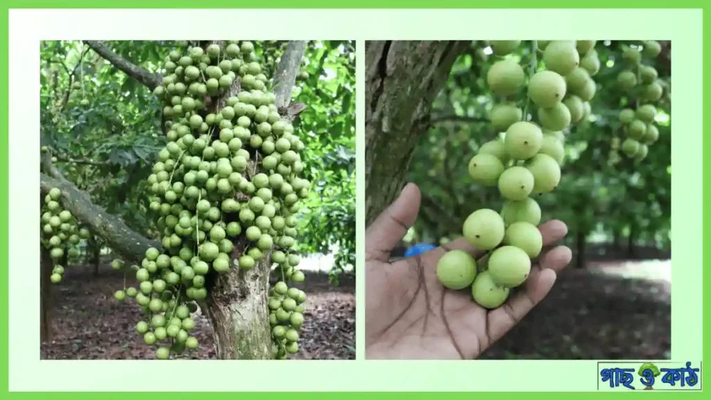 লটকন গাছ