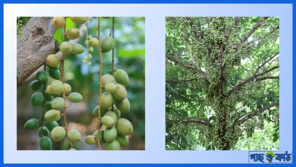 লটকন গাছের চারা চাষাবাদ