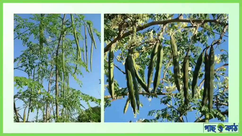 সাজনা গাছ
