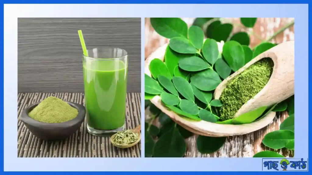সাজনা গাছের ঔষধি গুণ 