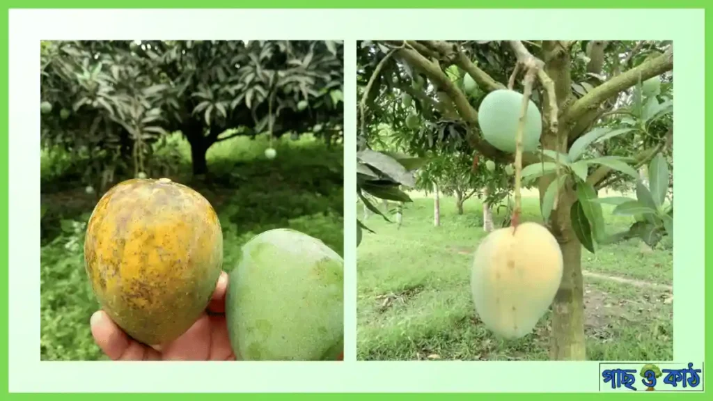 হিমসাগর আম গাছ
