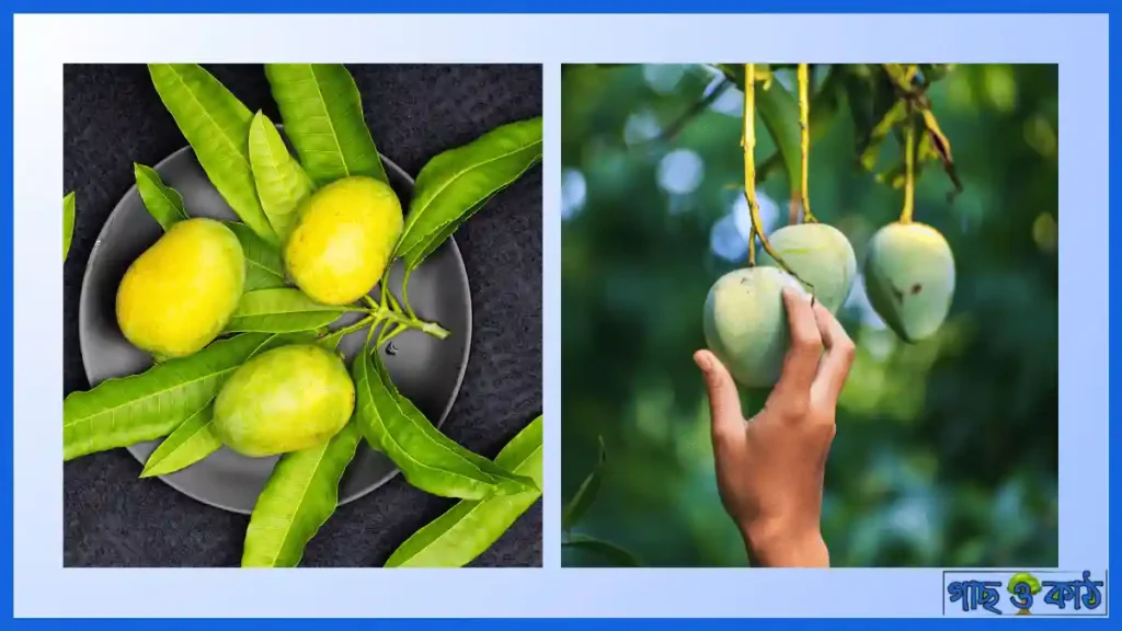 হিমসাগর আম ফলনের সময়