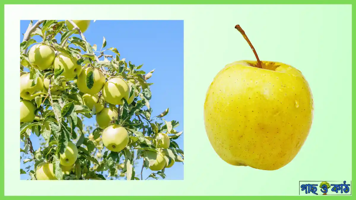 গোল্ডেন ডেলিশিয়াস আপেল গাছ