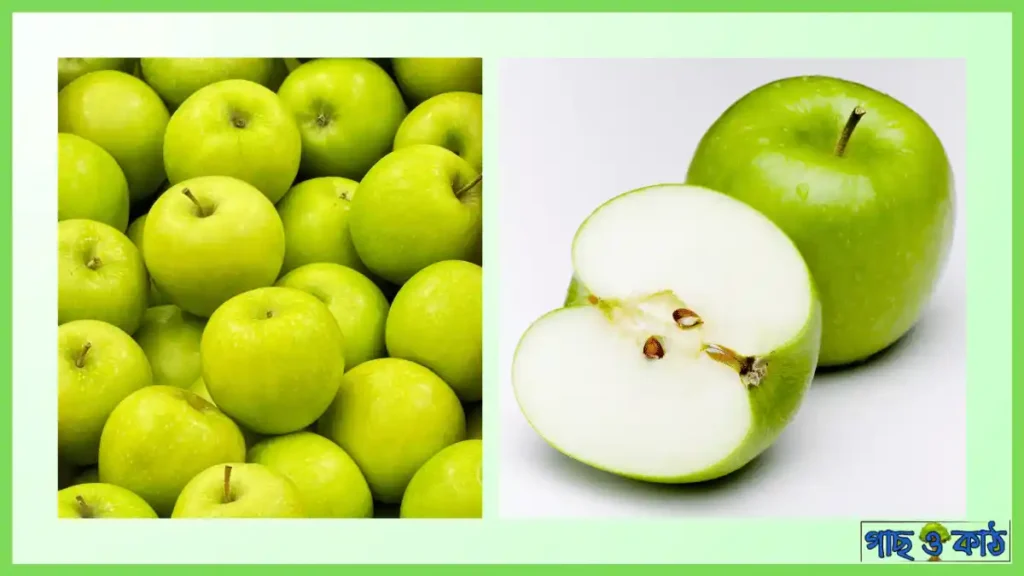 গ্র্যানি স্মিথ আপেল গাছ