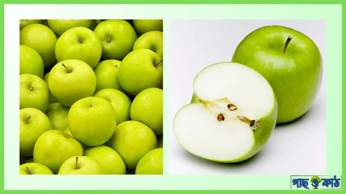 গ্র্যানি স্মিথ আপেল গাছ