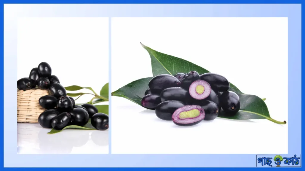 জামের বিচির স্বাস্থ্যগত উপকারিতা