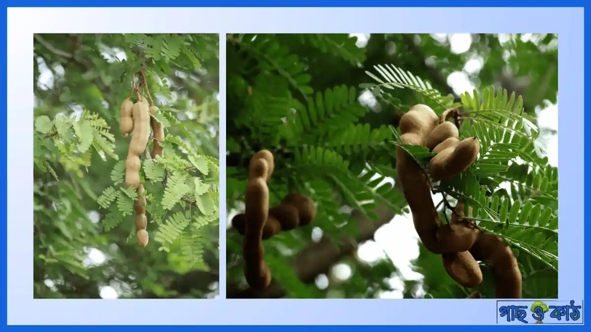 তেঁতুল গাছ