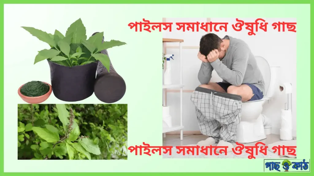 পাইলসের ঔষধি গাছ