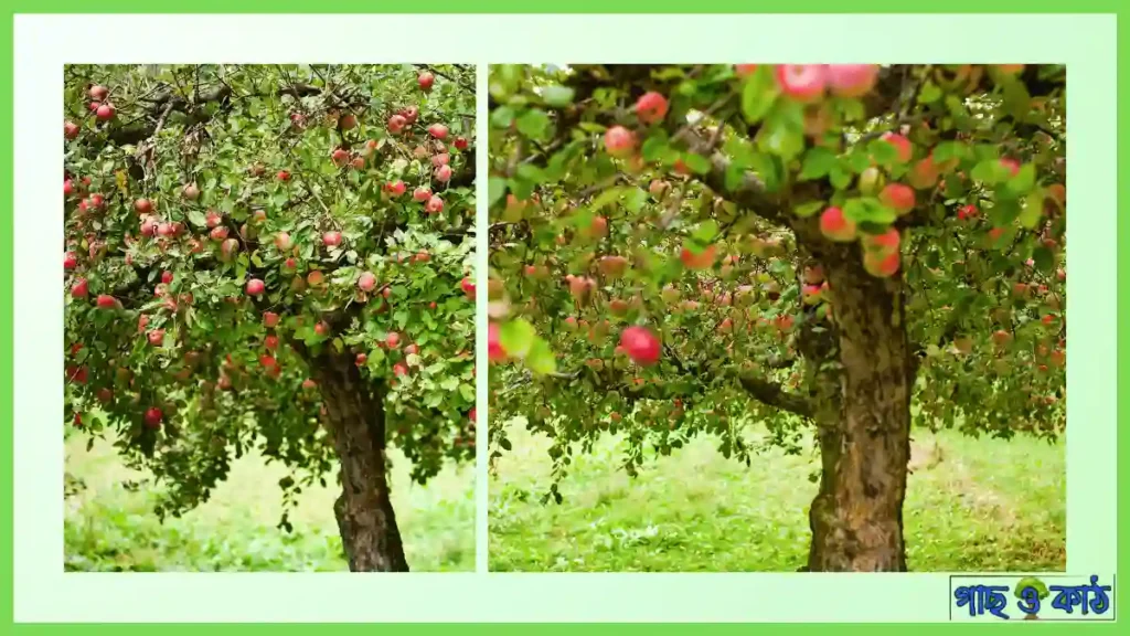 ফুজি আপেল গাছ কোন মাটিতে হয়