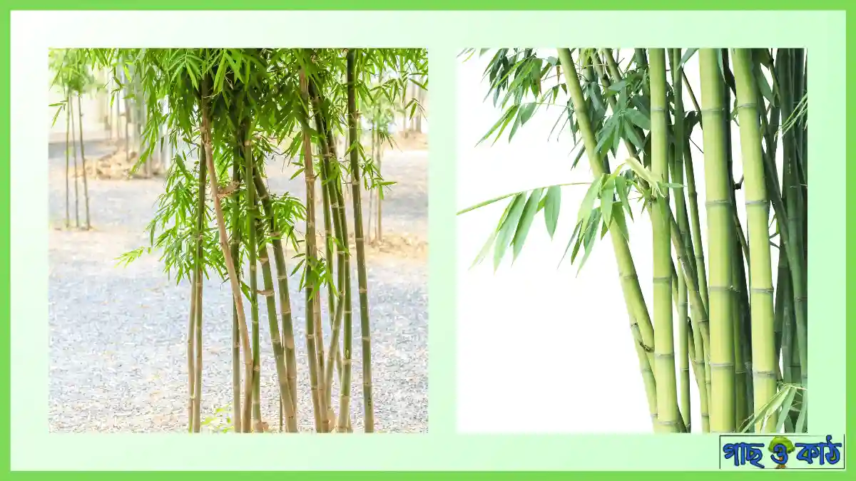 বাঁশ গাছ মারার উপায়