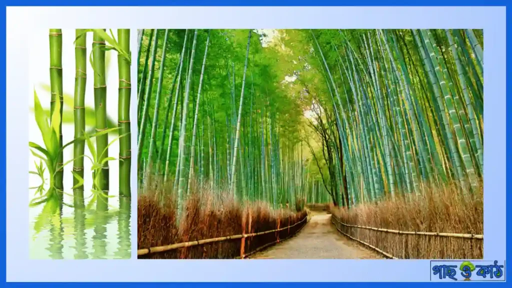 বাঁশ বাগান নির্মূলের কৌশল