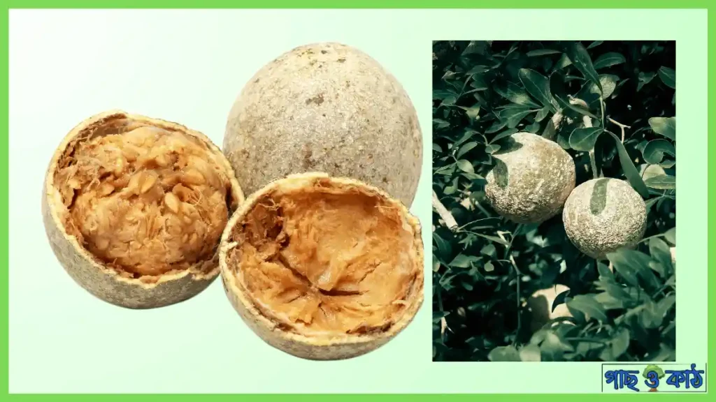 কদবেল গাছ