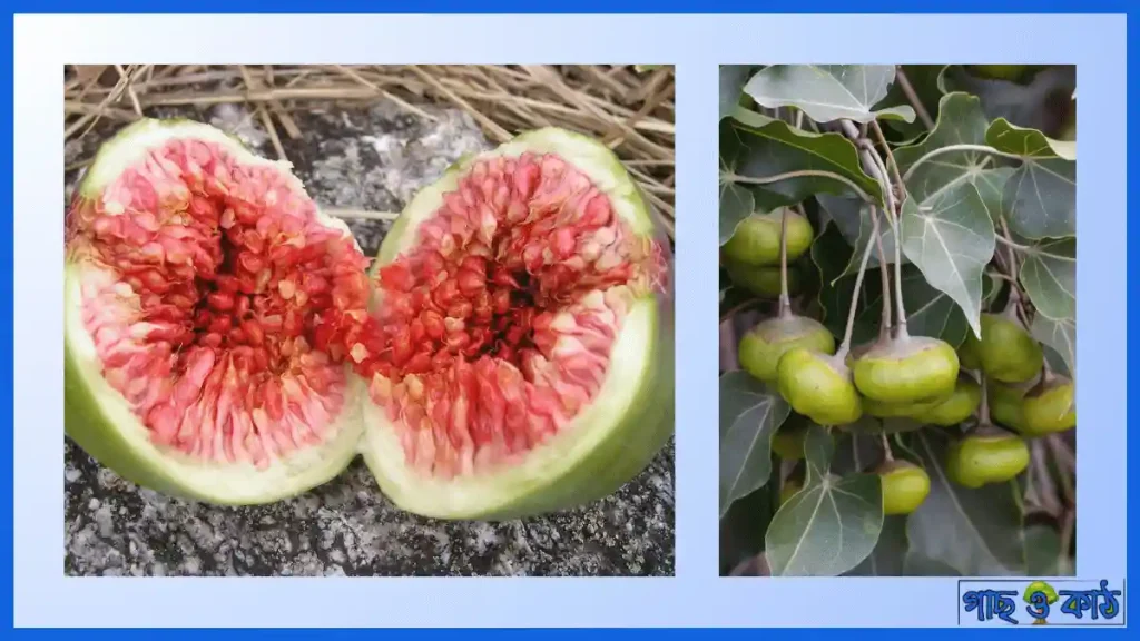পিপুল গাছের পাতার উপকারিতা