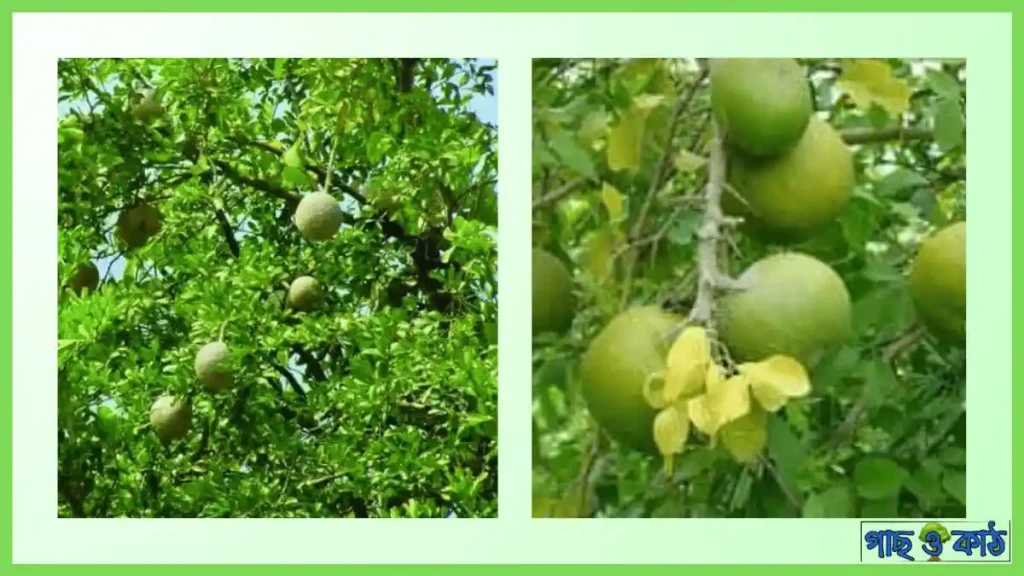 বেল গাছ