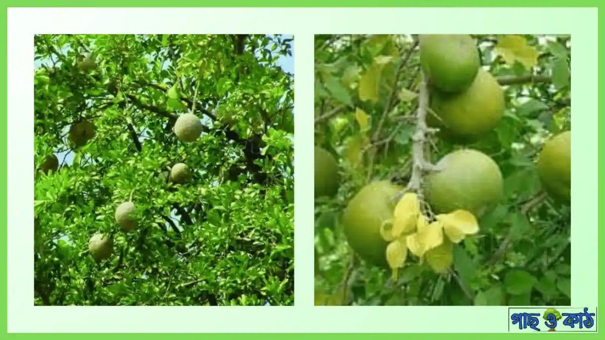 বেল গাছ