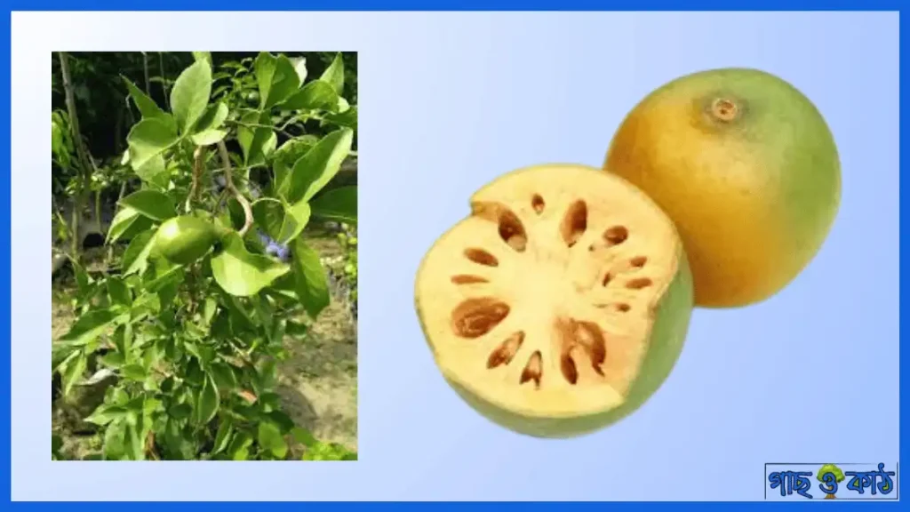 বেল ফলের পুষ্টিগুণ
