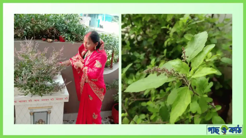 তুলসী গাছের যত্ন