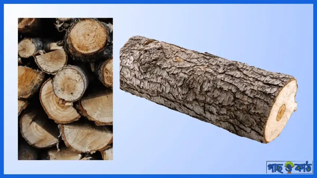 বাংলাদেশে কাঠের গবেষণা