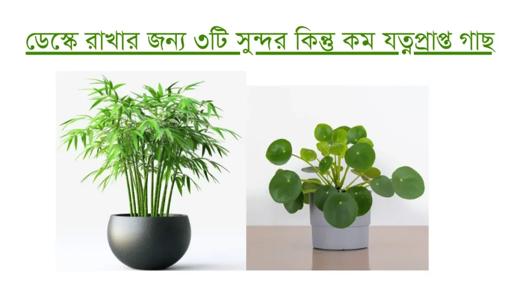 অফিস ডেস্ক গাছ