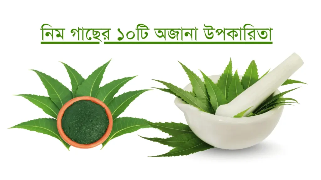 নিম গাছের ১০টি অজানা উপকারিতা